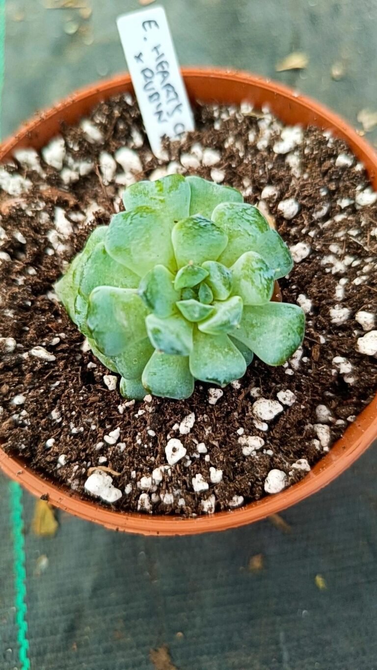 Echeveria Hearts choice x Rubin