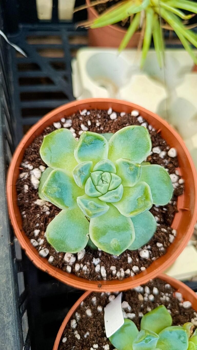 Echeveria Hybrid albi-drop