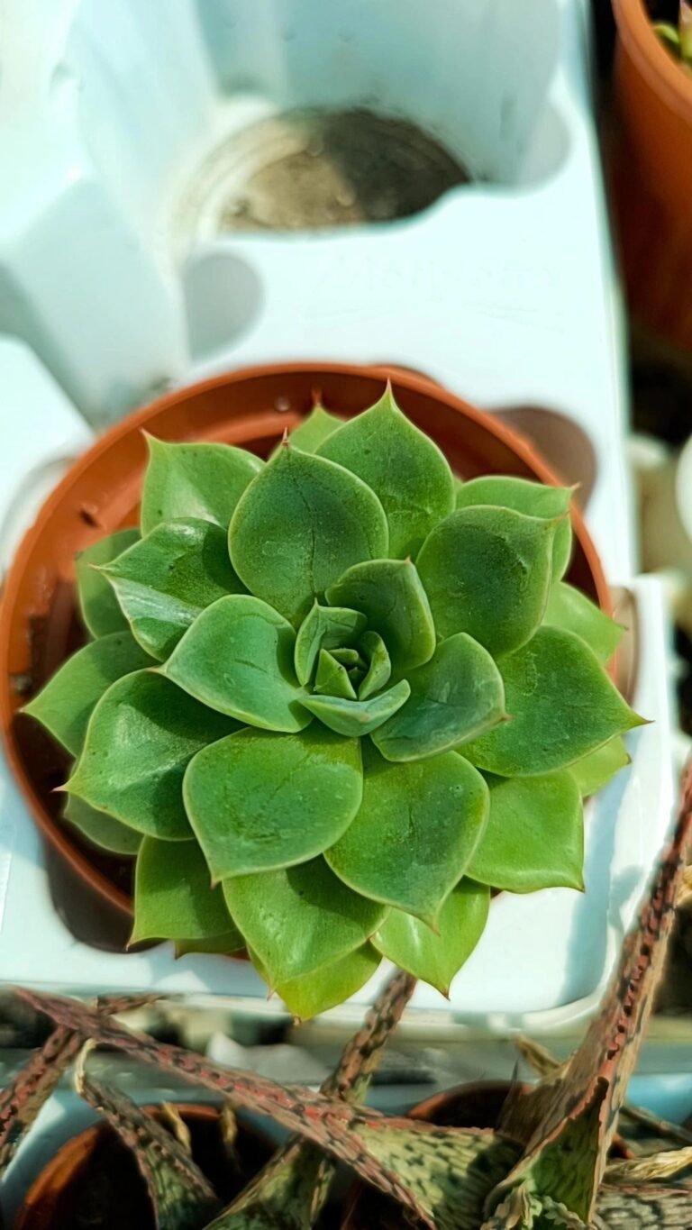 Echeveria ice Pink korean