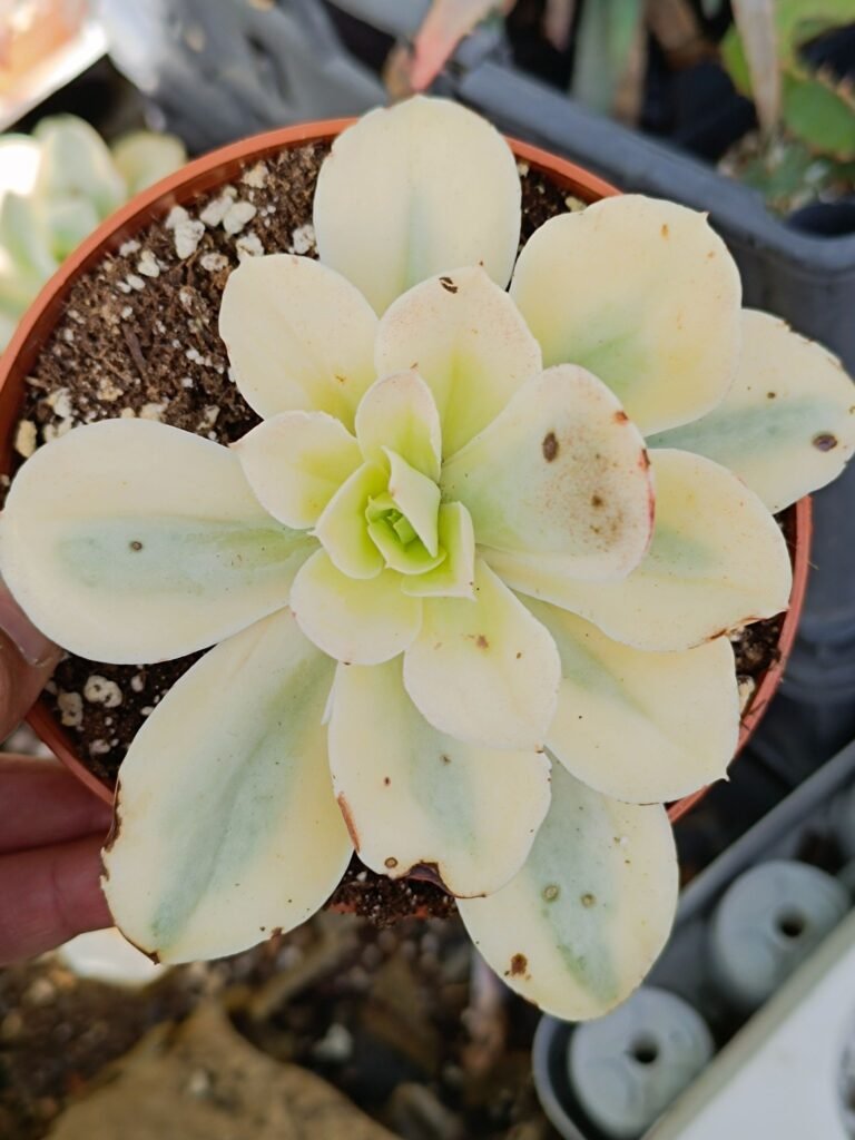 Echeveria Japan Moon River Variegata