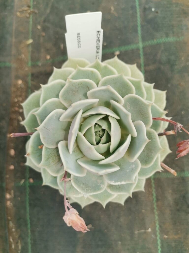 Echeveria Lola