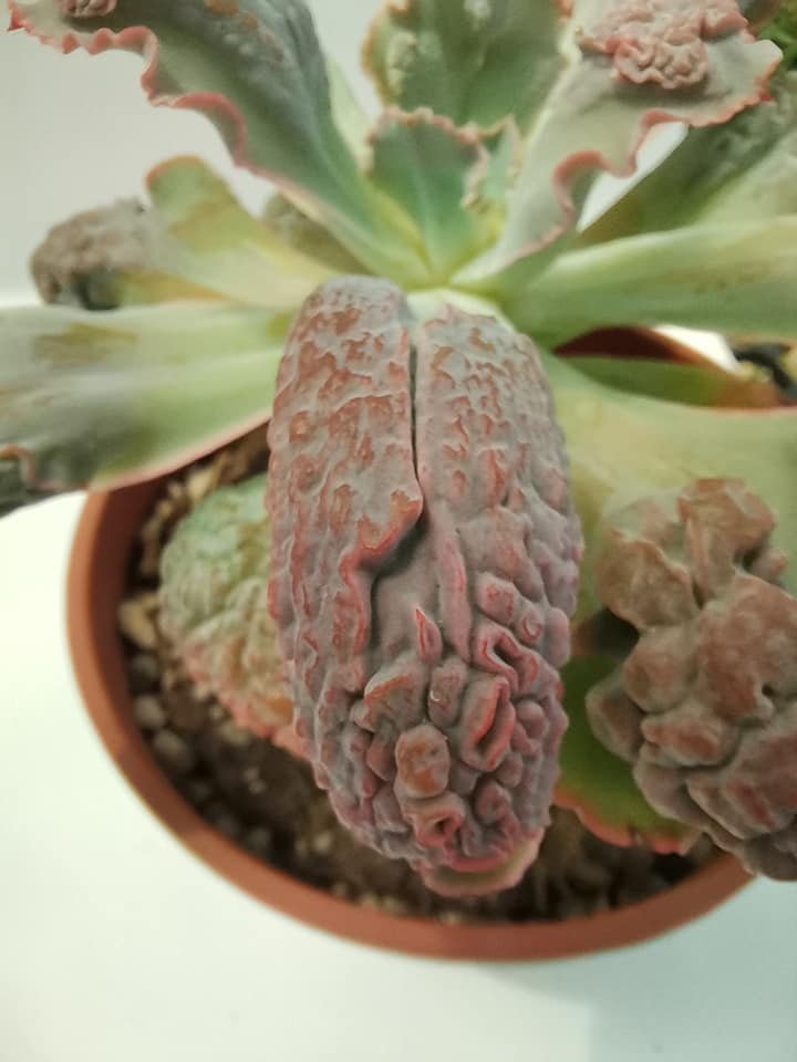 Echeveria Linguas