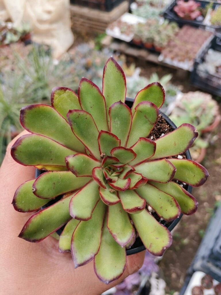 Echeveria Magma Pearl