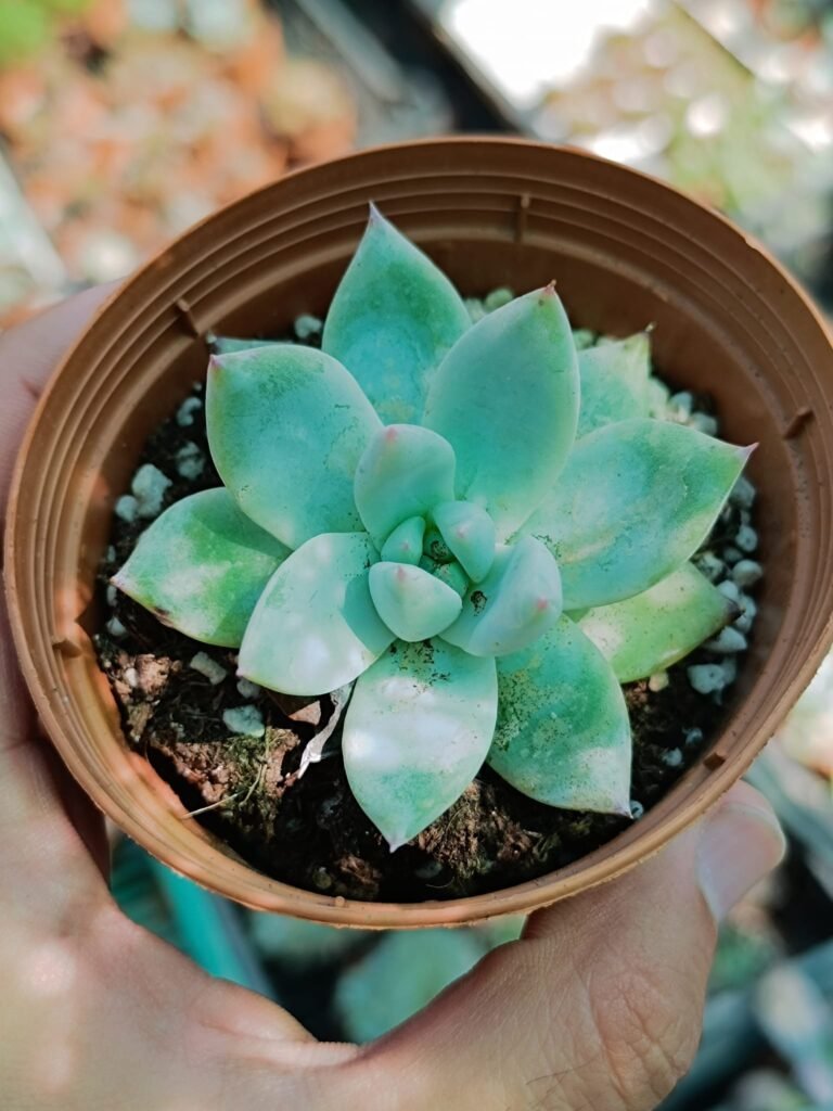 Echeveria Mexican Giant