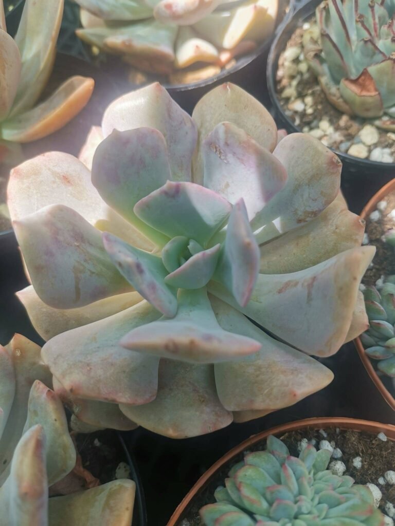 Echeveria’Misty Lilac’
