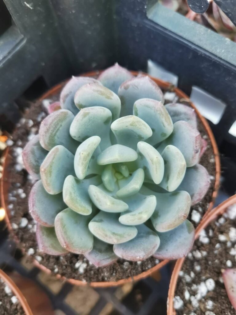 Echeveria Mulan