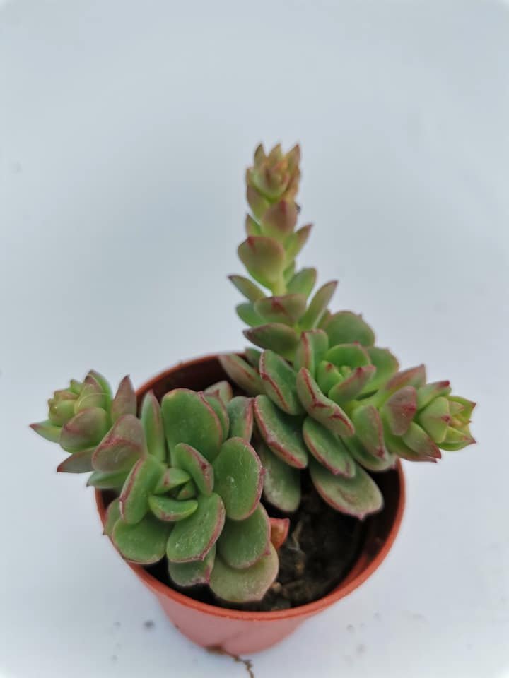 Echeveria Multicaulis Caerulea
