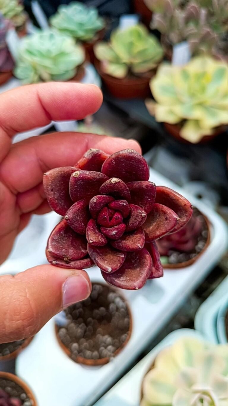 Echeveria Nike Korean