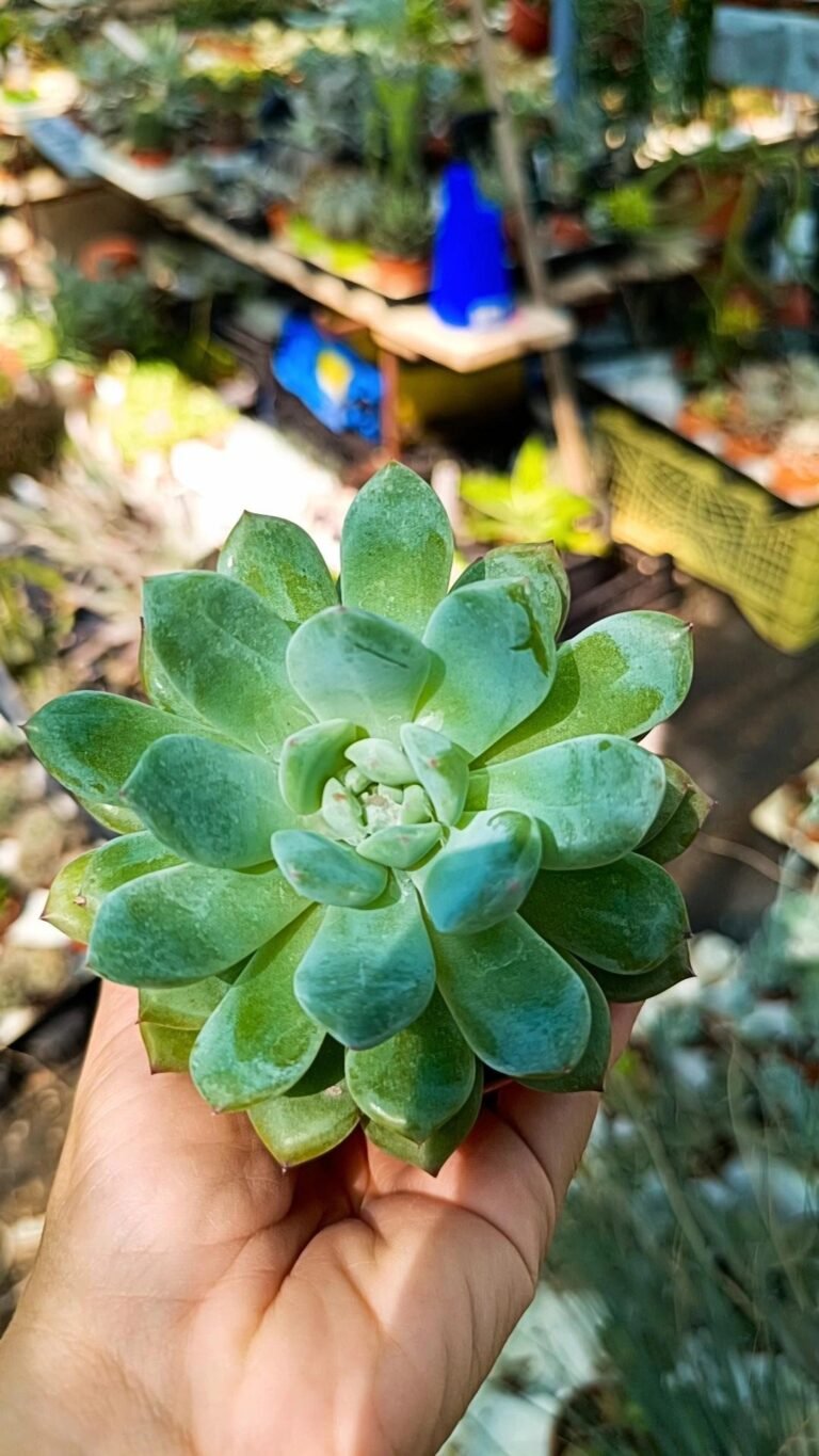 Echeveria Prada korean