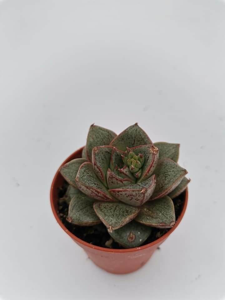 Echeveria Purpusorum