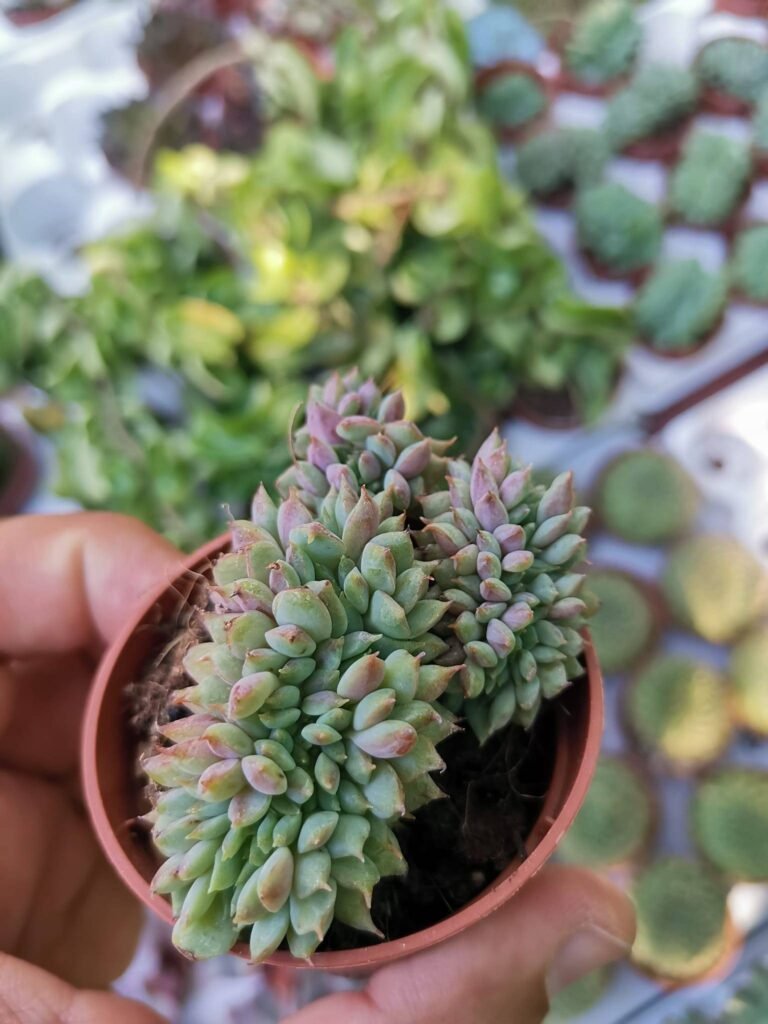 Echeveria Ramillette Crestata