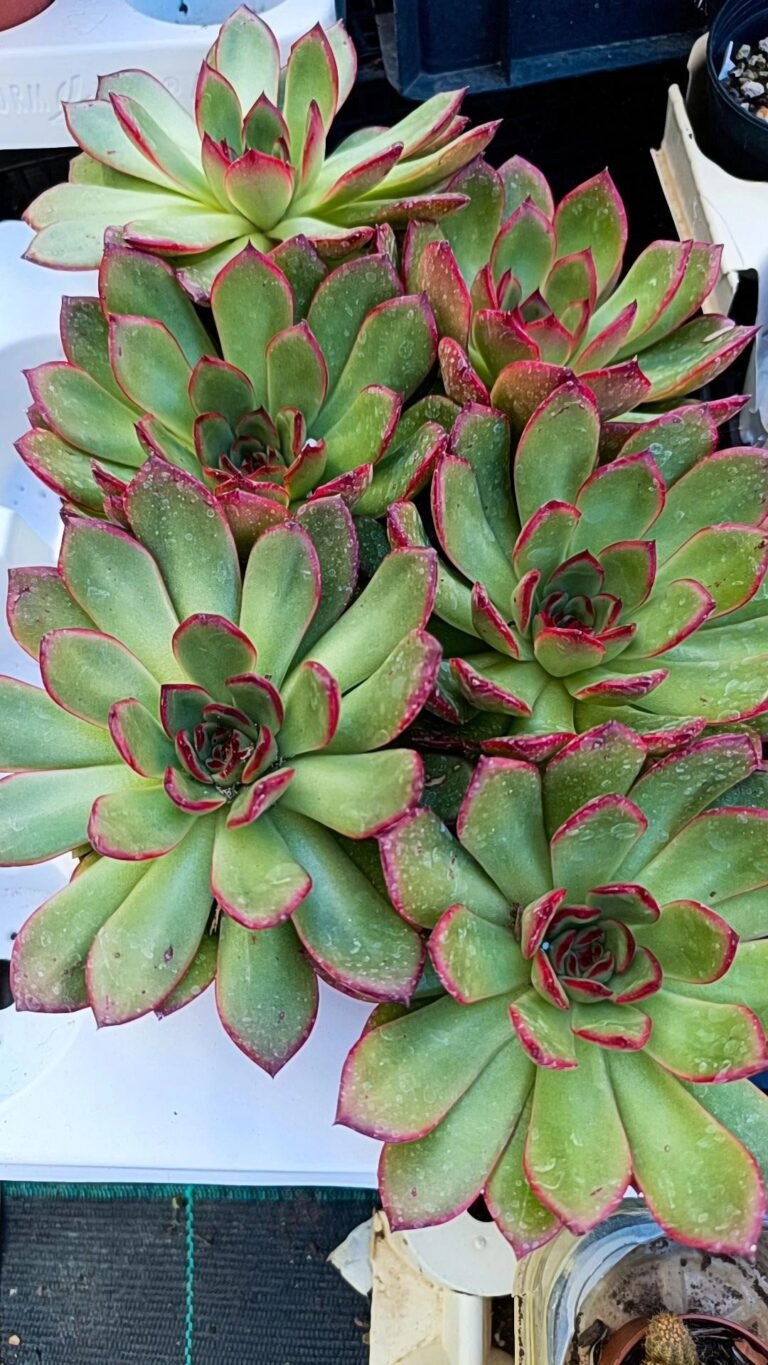 Echeveria agavoides Red Edge