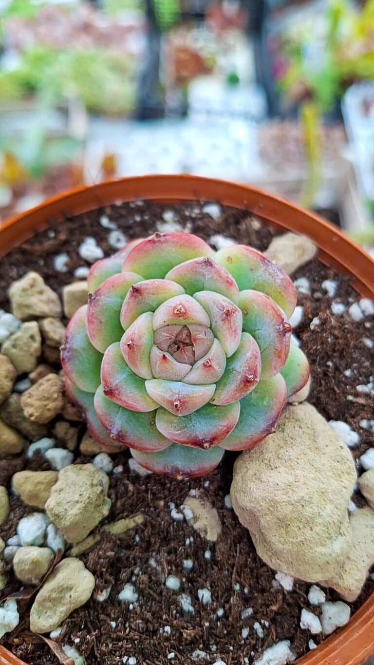 Echeveria Red Velvet korean
