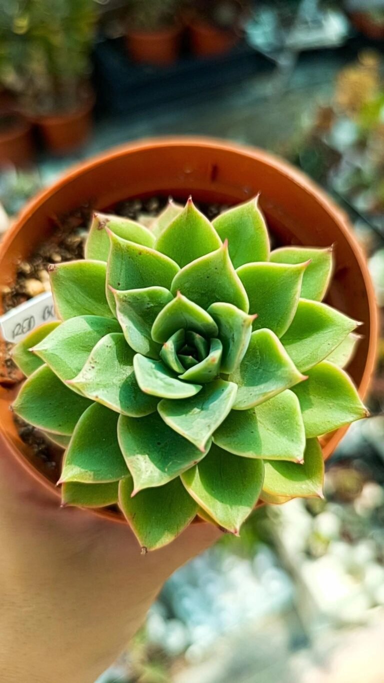 Echeveria Red bullet korean