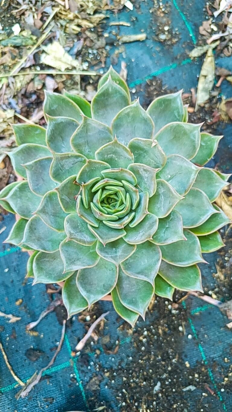Echeveria SP