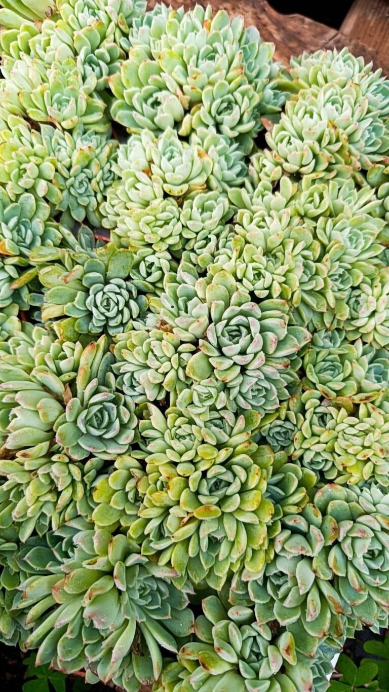Echeveria SP accestite