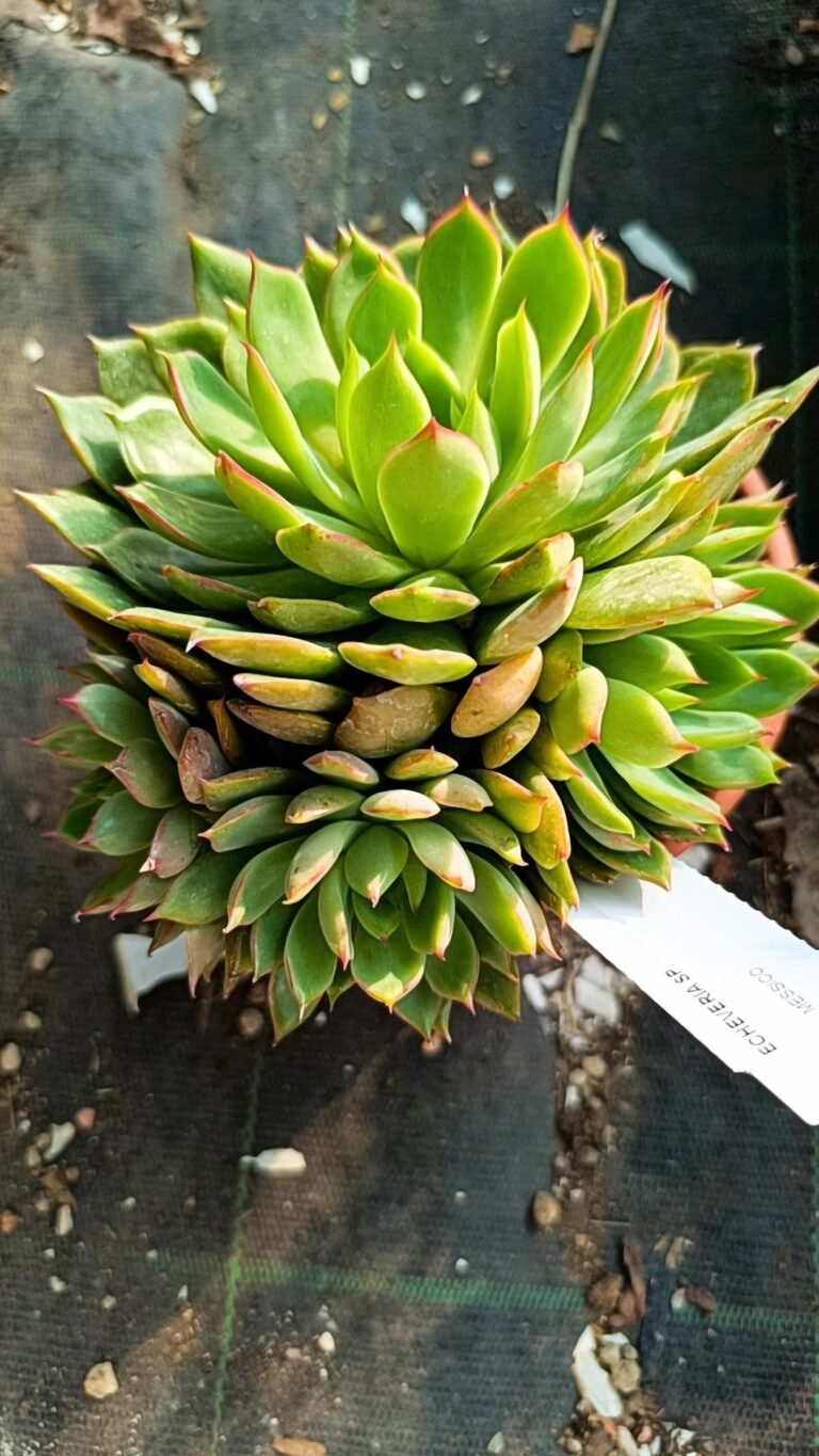 Echeveria SP cluster