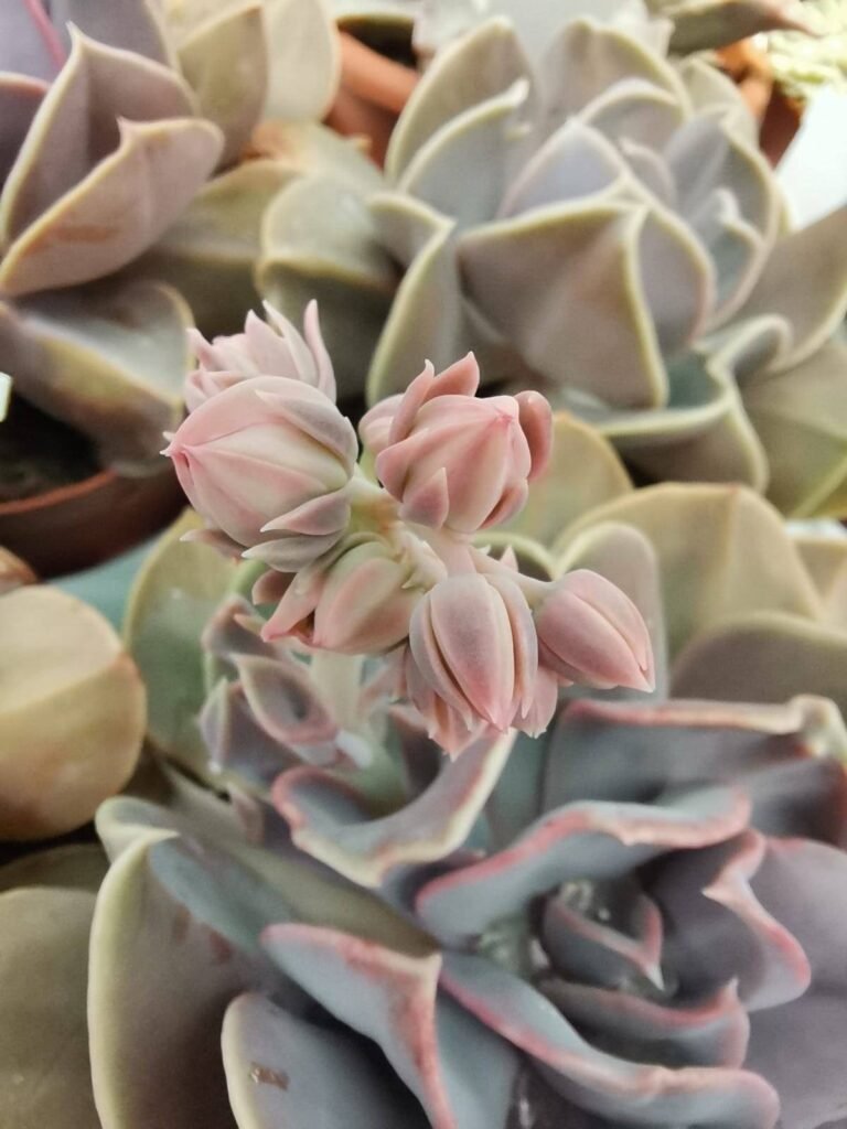 Echeveria Serena