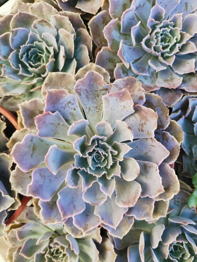 Echeveria Curly Locks