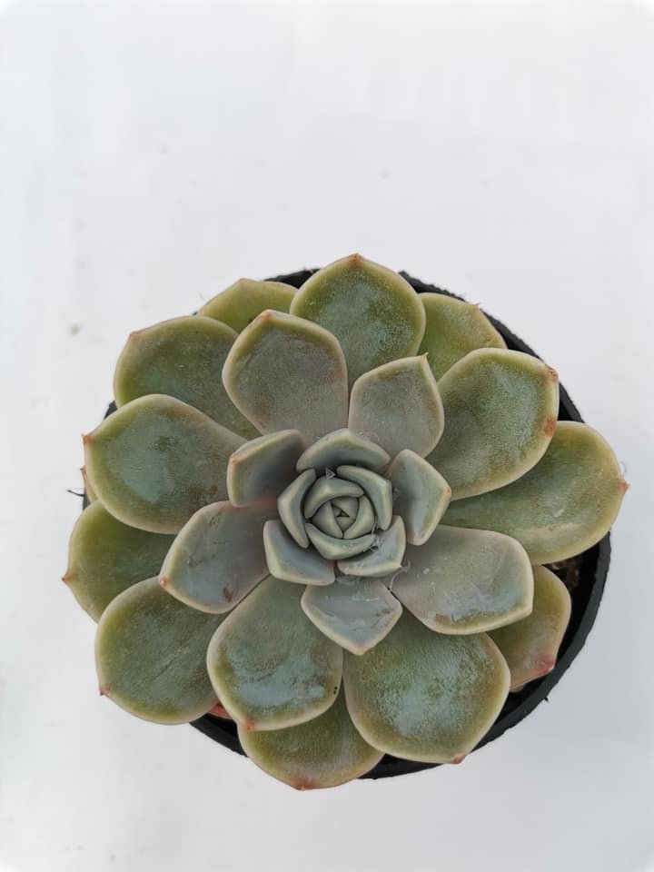 Echeveria Tiny Burger