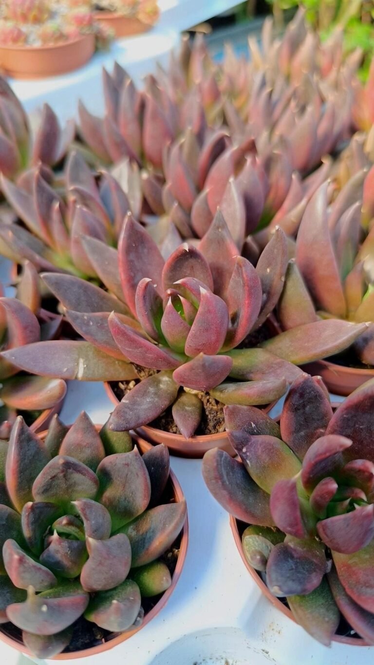 Echeveria Affinis
