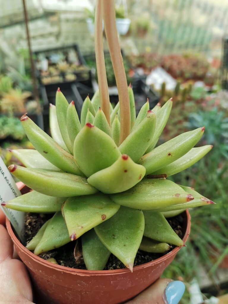 Echeveria Agavoides
