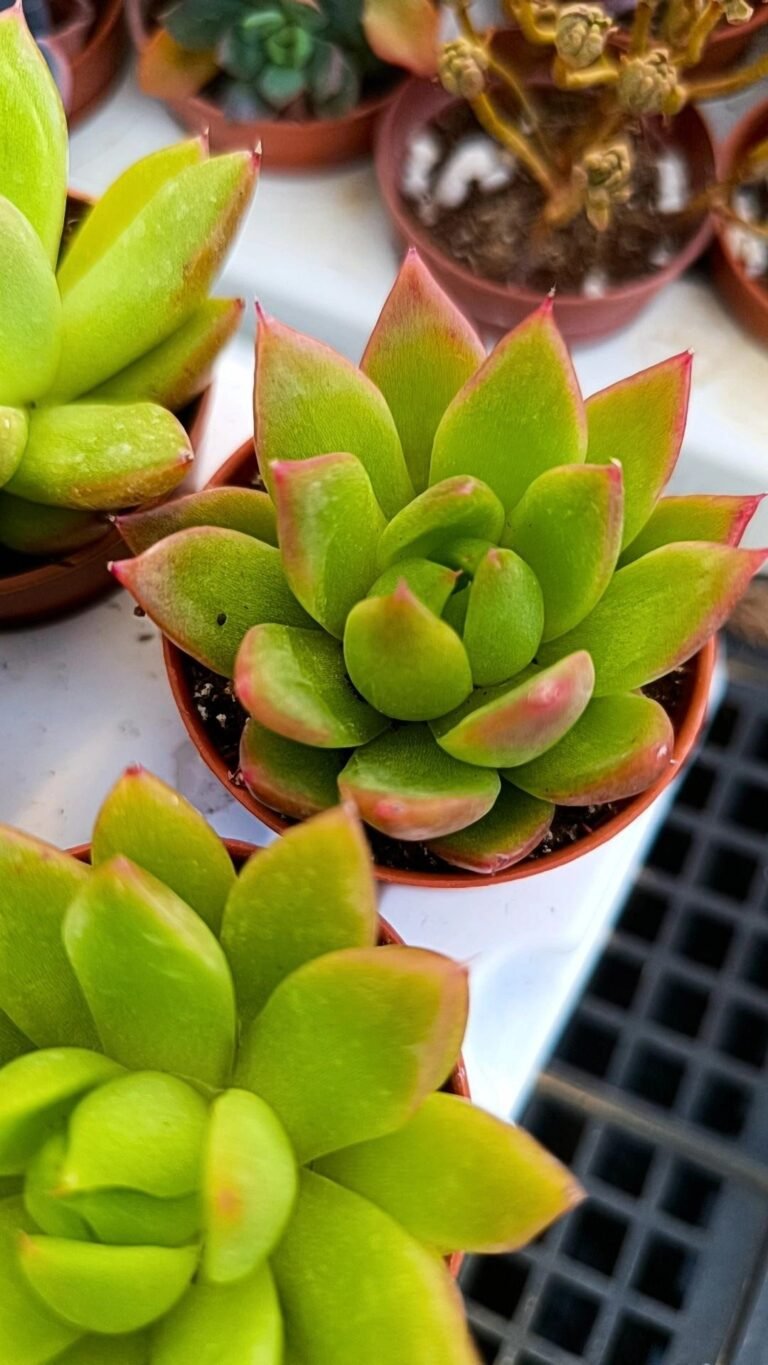 Echeveria Agavoides
