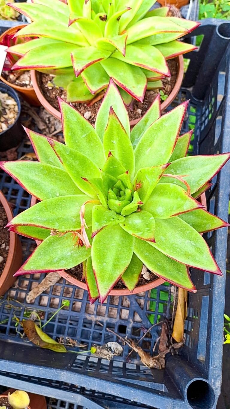 Echeveria Agavoides Lipstick