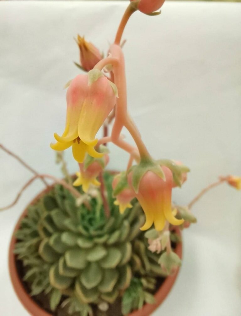 Echeveria Agavoides Mira super accestita