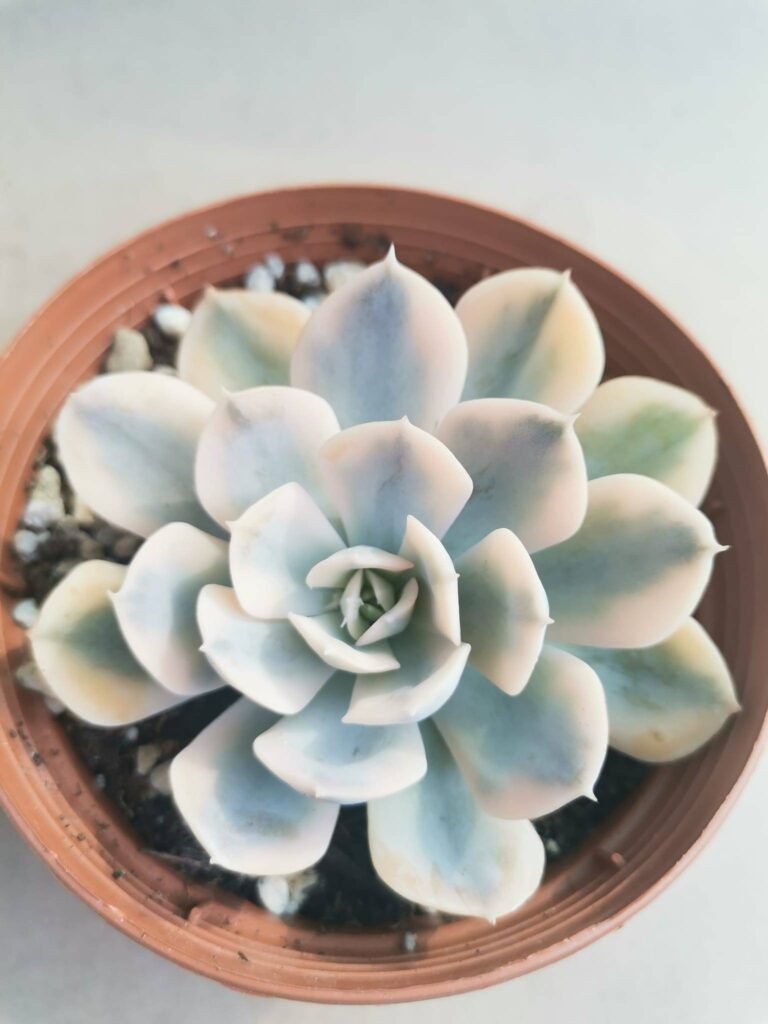 Echeveria Agavoides Akaihosi Variegata