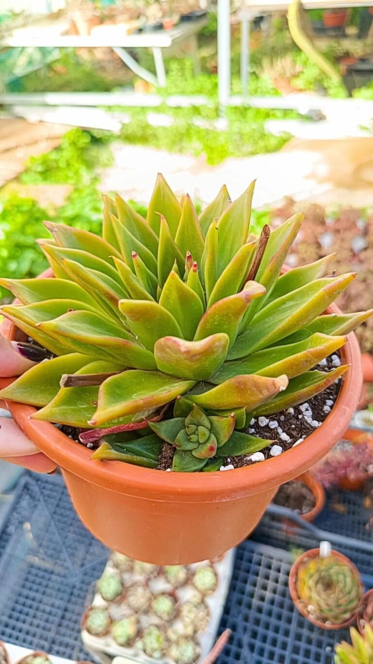 Echeveria agavoides contapec