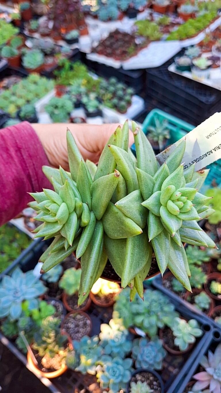 Echeveria agavoides corderoyi