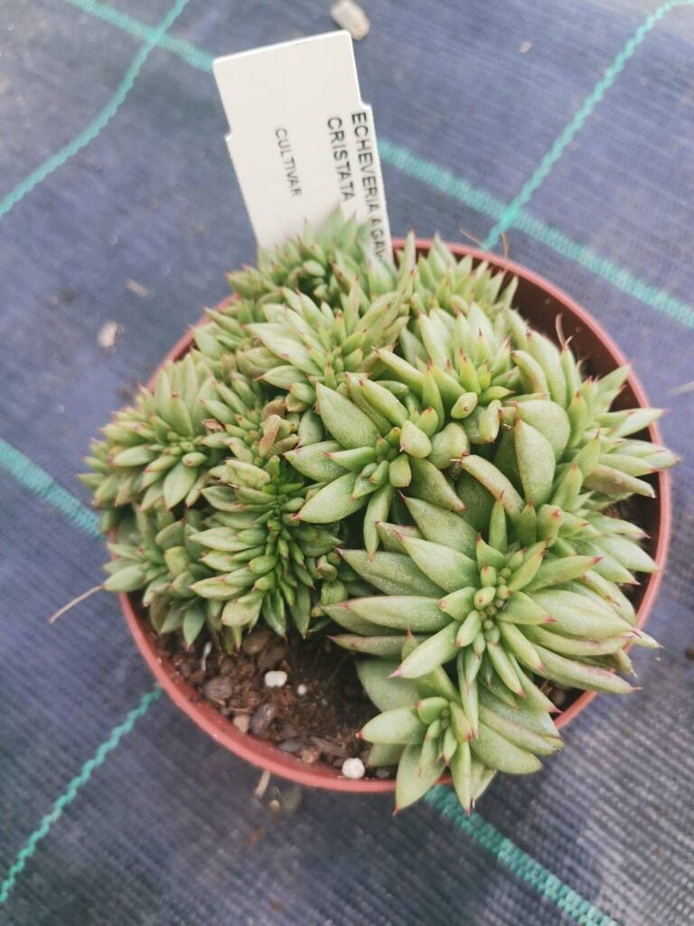 Echeveria agavoides Crestata