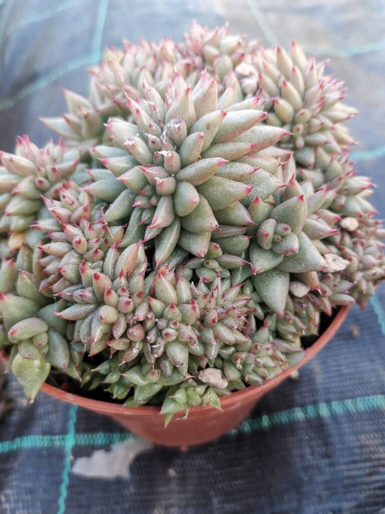 Echeveria agavoides Kinjo Crestata