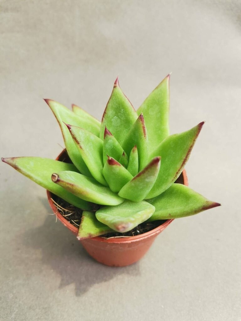 Echeveria agavoides Multifida
