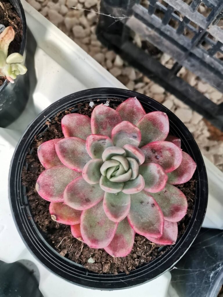 Echeveria Agavoides Prolifera