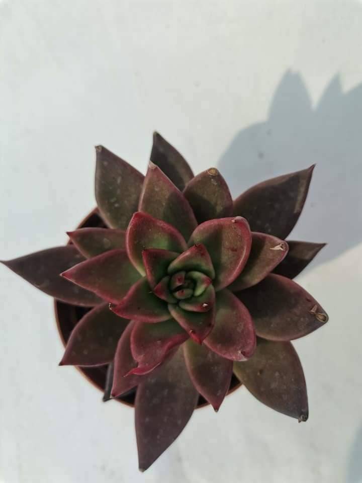Echeveria agavoides red tip
