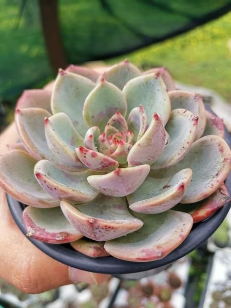 Echeveria Salmon Korean