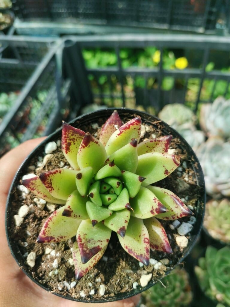 Echeveria agavoides Sara Bonnie