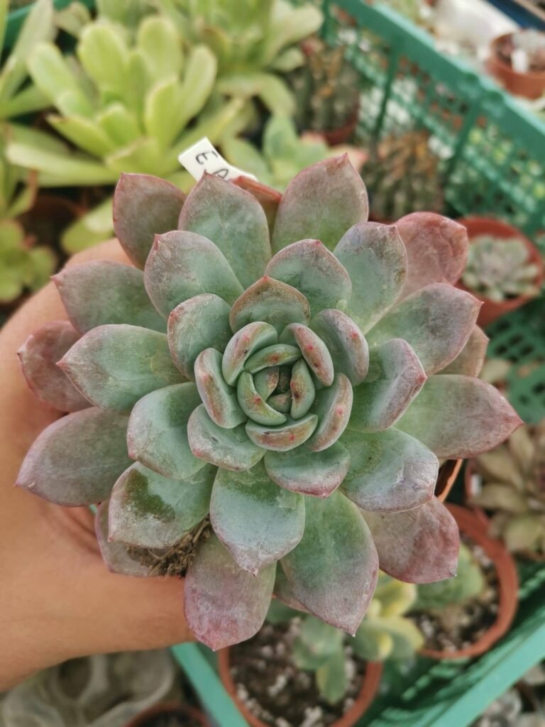 Echeveria Alba Beauty Korean