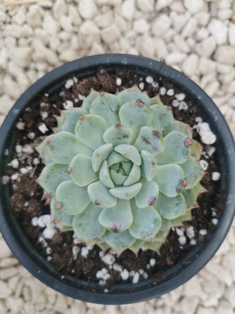 Echeveria Aliénor