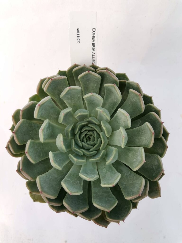 Echeveria Allegra