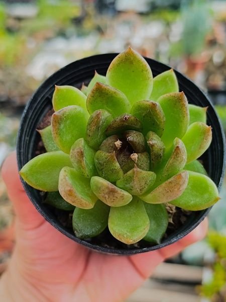Echeveria agavoides “Amethyst” Korean