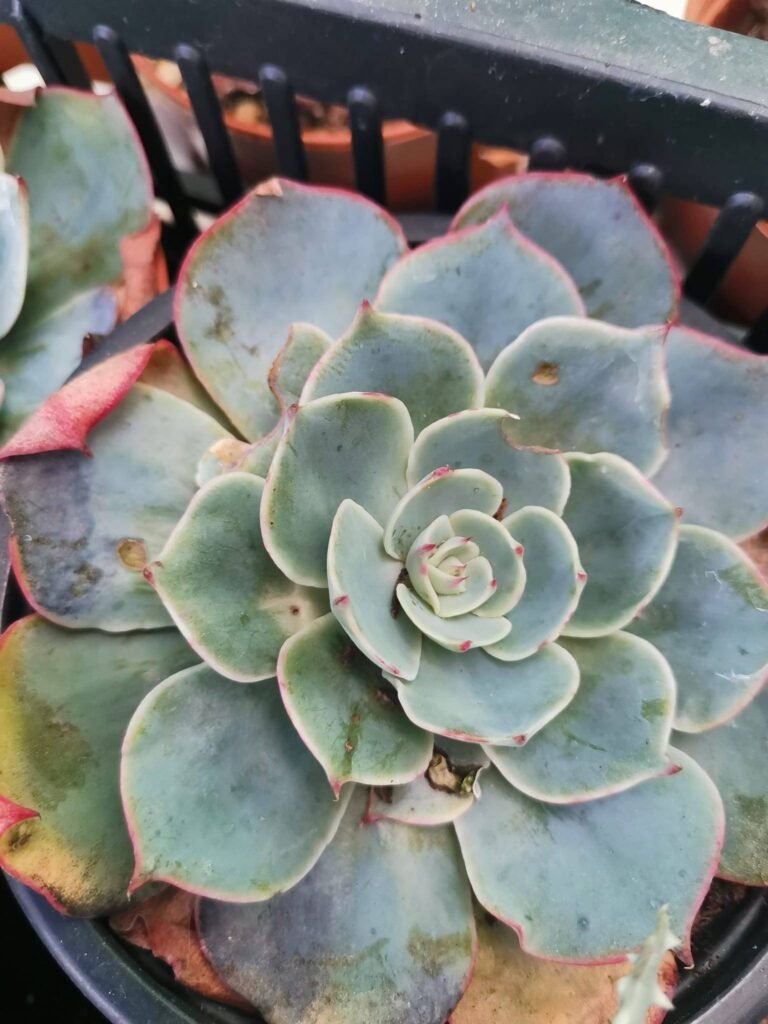 Echeveria Amistar