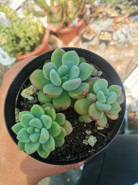Echeveria Amore Party Korean
