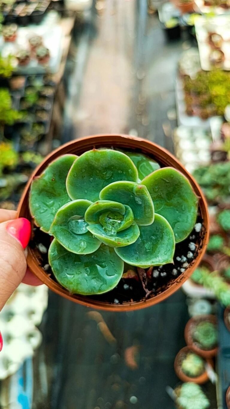 Echeveria Anbly korean