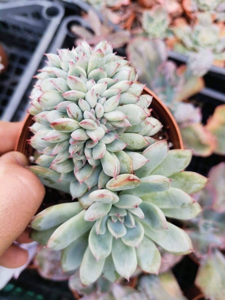 Echeveria Apus Crestata