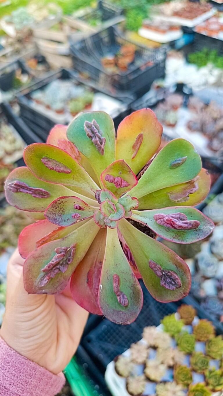 Echeveria baron bold