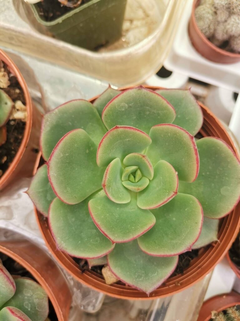 Echeveria Beluga Korean