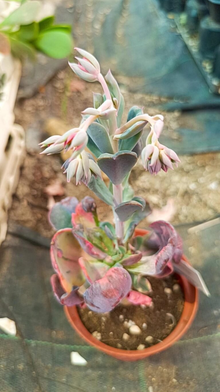 Echeveria Beyonce Rainbow Variegata